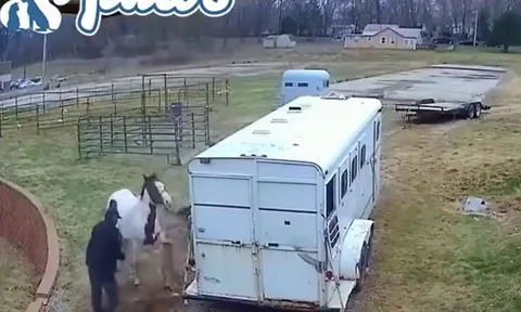 CLIP: Tấn công ngựa, chó Pitbull nhận bài học nhớ đời