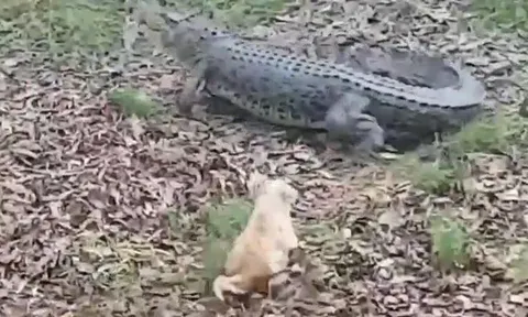 CLIP: Bị chú chó nhỏ tấn công, cá sấu 'khổng lồ' có phản ứng khiến người xem 'sốc' nặng