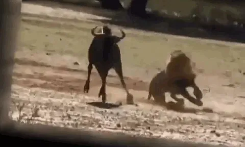 CLIP: Bị sư tử ngoạm chặt cổ, linh dương đầu bò có màn phản đòn cực ấn tượng