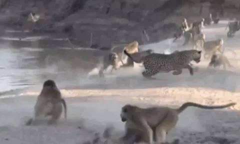 CLIP: Báo hoa mai 'bỏ của chạy lấy người' khi bị đàn khỉ đầu chó hù dọa