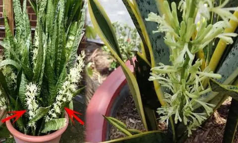 Những điềm báo bất ngờ ẩn sau 6 loại cây cảnh khó nở hoa nhưng mỗi lần hoa nở lại hết sức thú vị