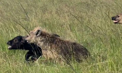 CLIP: Linh cẩu chật vật vật săn trâu rừng, đến khi thành công lại bị sư tử ‘nẫng tay trên’
