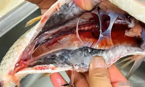 Những người yêu thích cá hãy lưu ý, phần này của cá không được ăn! Nghiêm trọng có thể gây tử vong! Giờ xem cũng chưa muộn
