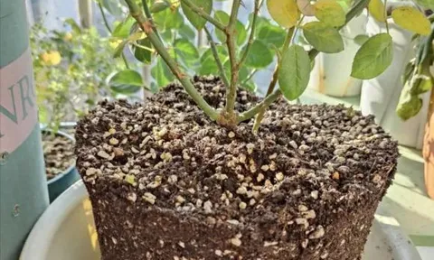 5 loại 'chất làm tơi đất tự nhiên', cho một ít vào chậu hoa, đất sẽ mềm như bánh mì!