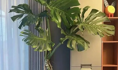 Người siêng năng trồng 5 loại hoa càng được tưới nhiều nước sẽ càng thịnh vượng!