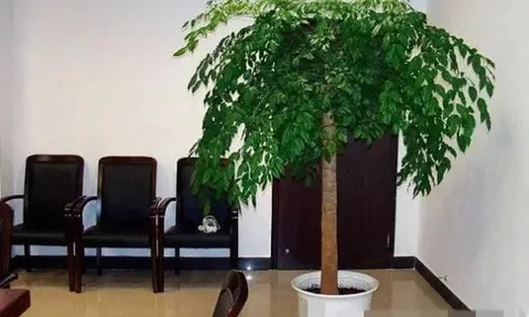 Người xưa có câu: “Trong nhà có hai cây thì dù không giàu cũng có phước”, một trong hai cây này có thể “bảo vệ nhà”