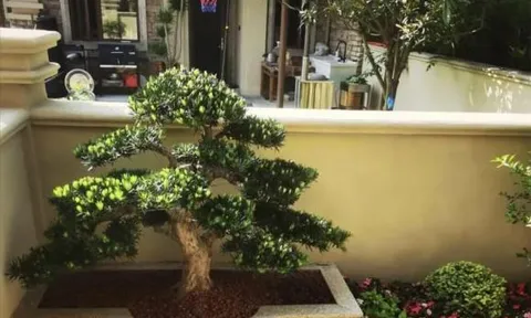 Nhìn phòng khách của người giàu có thể không có các loài hoa khác, nhưng “ba loài này” không thể thiếu!