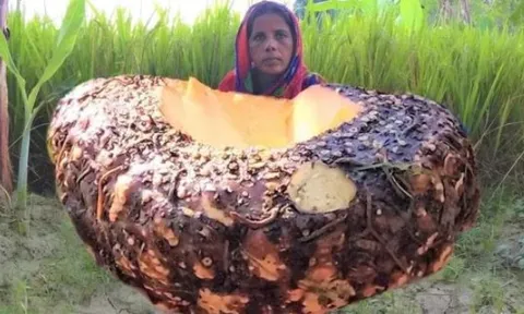 Khoai môn khổng lồ của Ấn Độ cao 3 mét. Một vài cây có thể nuôi cả một ngôi làng. Chúng được trồng như thế nào?