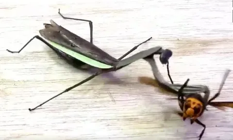 CLIP: Bọ ngựa thất bại 'thê thảm' trước pha phản đòn của ong bắp cày