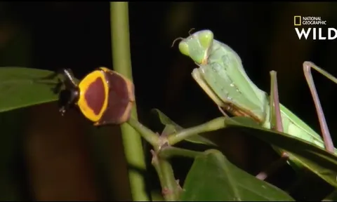 CLIP: Bọ ngựa mải săn mồi, bất ngờ trở thành con mồi của kẻ săn đỉnh cao