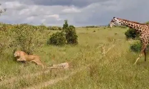 CLIP: Hươu cao cổ mẹ ác chiến với bầy sư tử, giải cứu con non