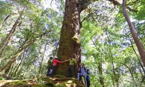 Cây cổ thụ quý hiếm 1.100 tuổi - ‘báu vật’ của Việt Nam, được người bản địa tìm mọi cách bảo vệ