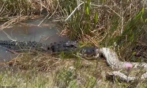 CLIP: Cá sấu mõm ngắn ‘xẻ thịt’ trăn khổng lồ