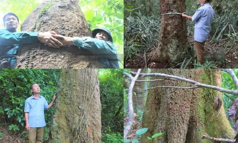 Làng có hơn 1 nghìn cây cổ thụ trăm tuổi thuộc loại gỗ quý ở Việt Nam: Giá 25 triệu/m3, được người dân xem là ‘báu vật’