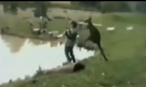 CLIP: Chuột túi Kangaroo chơi khăm, đá nam thanh niên ngã nhào xuống hồ