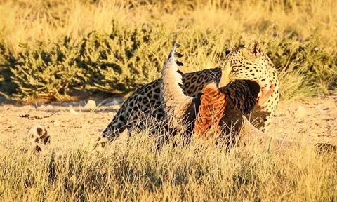 CLIP: Báo hoa mai trổ tài ‘khinh công’, lao lên không trung đoạt mạng đại bàng trong chớp mắt
