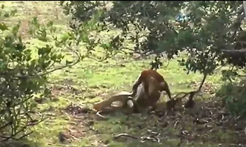 CLIP: Chó nhà đối đầu trăn khổng lồ, cuộc chiến kịch tính với màn lật ngược tình thế ngoạn mục