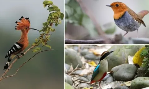 Top 10 loại chim quý, có tên độc lạ nhất Việt Nam: Tiếng kêu đặc trưng ‘Bắt cô trói cột’, ‘khát nước’…