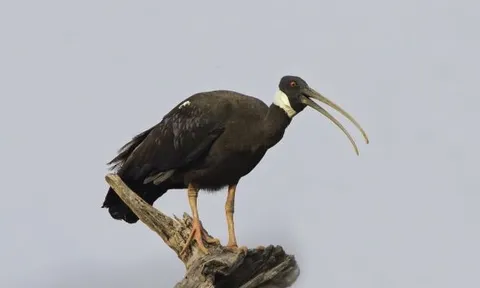 Loài chim Việt Nam quý hiếm bậc nhất sách đỏ thế giới: Đã biến mất hoàn toàn ở miền Nam, cận kề bờ vực tuyệt chủng