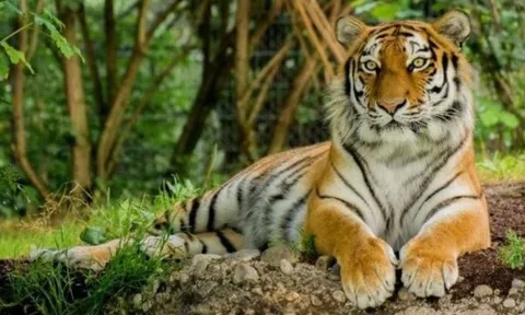 Việt Nam sở hữu loại hổ quý hiếm bậc nhất thế giới: 7 năm trước chỉ còn 5 cá thể, bị nghi đã tuyệt chủng