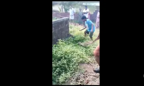 CLIP: Tay không bắt trăn, bé trai và người đàn ông hợp sức bắt trăn khổng lồ