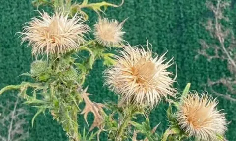 Loại cây cổ xưa toàn thân là “vàng”, người Việt hái đem bán kiếm bộn tiền, 130 nghìn đồng/kg