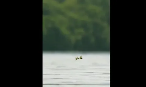 CLIP: Cảnh tượng săn mồi ngoạn mục, cá phi thân tóm gọn đôi chuồn chuồn trong chớp mắt