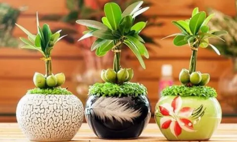 6 loại cây trồng cuối năm vừa hợp phong thủy lại chiêu tài lộc