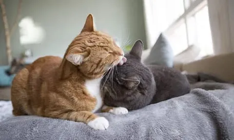 Đàn ông thuộc 4 con giáp này càng chiều vợ, tiền tài sự nghiệp càng phất như diều gặp gió