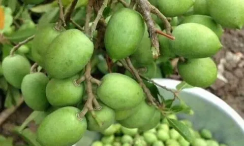 Từ quả dại chẳng ai thèm hái đến đặc sản giá 170.000 đồng/kg, vừa giải độc rượu vừa chữa ho, ai ai cũng săn lùng