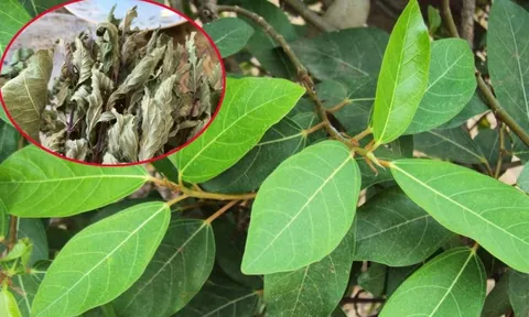 2 loại lá 'xin được không mất tiền' đem phơi khô là dược liệu vàng giúp hạ đường huyết, mát gan, ở Việt Nam có nhiều