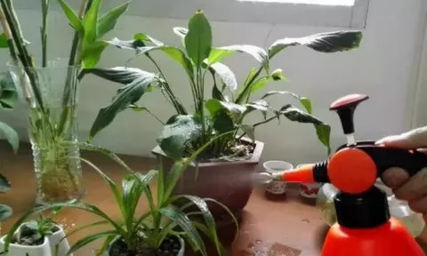 Bón 3 loại “thuốc” này vào đất trong chậu, cây hoa sẽ không còn úa vàng, hoa lá sẽ phát triển tươi tốt trong mùa đông