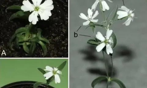 Các nhà khoa học hồi sinh hạt giống từ 30.000 năm trước! Phải đến khi cây nở hoa, chúng ta mới phát hiện ra sự khác biệt so với thời hiện đại