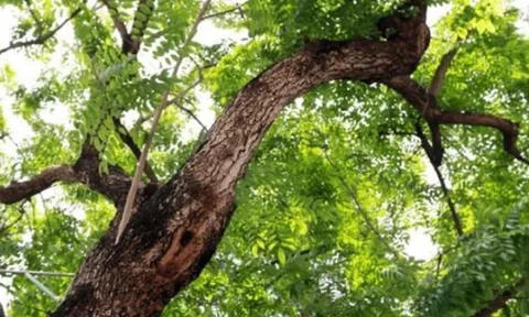 Ở Việt Nam có một loại gỗ được ví như 'khối vàng lộ thiên', vô cùng quý hiếm và đắt đỏ, giá trị có thể lên đến cả trăm tỷ đồng