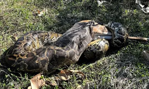 Trăn Miến Điện khổng lồ gây choáng với màn nuốt chửng hươu đuôi trắng nặng hơn 1/2 trọng lượng cơ thể