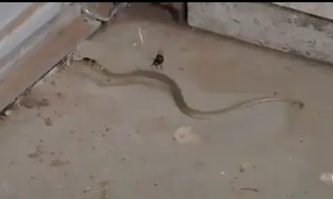 CLIP: Nhện độc giăng bẫy, hạ gục rắn bằng vũ khí đáng sợ