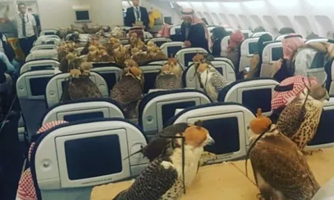 Loài chim 'vip nhất thế giới' có giá đến nửa tỷ đồng: Được cấp hộ chiếu, ngồi khoang thương gia