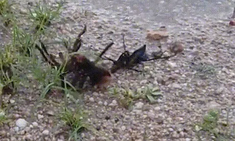 CLIP: Cuộc chiến sinh tử giữa ong bắp cày ký sinh với nhện độc khổng lồ, cái kết đầy khốc liệt