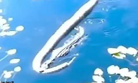 CLIP: Cá sấu lôi xác trăn khổng lồ trên sông