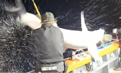 CLIP: khoảnh khắc kinh hoàng, cá mập nặng 90kg nhảy lên thuyền khiến cần thủ bị thương