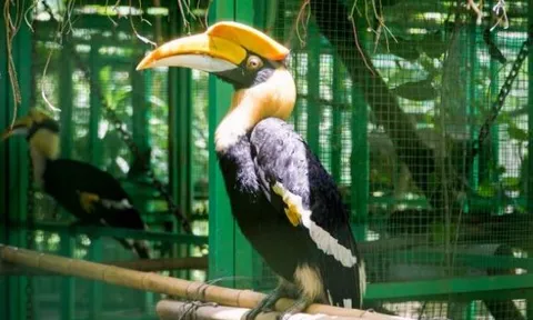 Loài chim quý Việt Nam có mỏ đắt gấp 3 lần ngà voi, giá 150 triệu/kg: Được liệt vào nhóm một sách đỏ