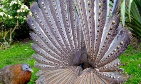 Loài chim quý hiếm bậc nhất Việt Nam có lông dài 2m: Liệt trong sách đỏ châu Á, chỉ có ở 3 nước