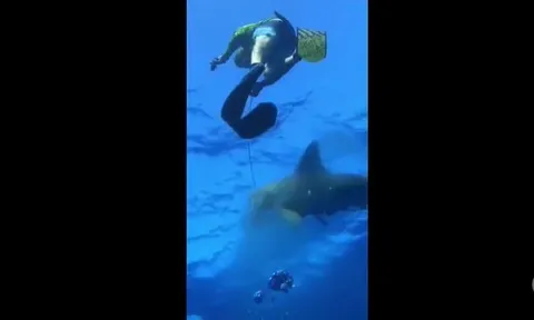 CLIP: Khoảnh khắc kinh hoàng, nhóm thợ lặn bị cá mập cướp mồi ngoài biển