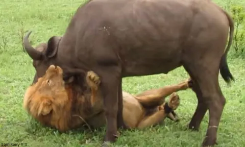 CLIP: Sư tử đực thể hiện uy quyền, dễ dàng hạ sát trâu rừng trưởng thành