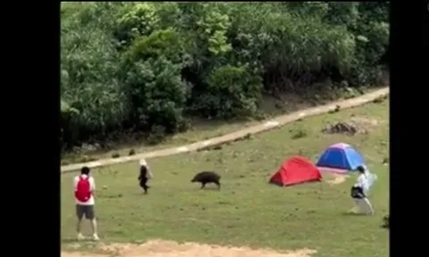 CLIP: Cuộc chạm trán hài hước và kinh hoàng, lợn rừng đuổi theo du khách để "cướp đồ"