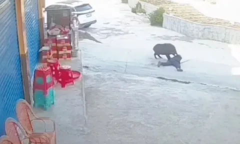 CLIP: Người đàn ông bị lợn rừng tấn công giữa đường, dân làng hợp sức giải cứu