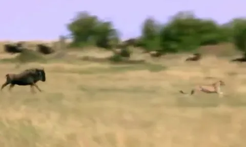 CLIP: 'Nghẹt thở' trước màn truy sát báo săn để giải cứu con nhỏ của linh dương đầu bò