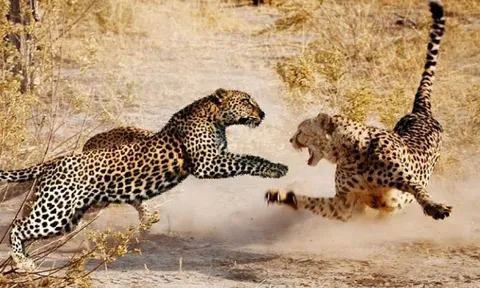 CLIP: Chị em báo hoa mai tương tàn để cạnh tranh lãnh thổ