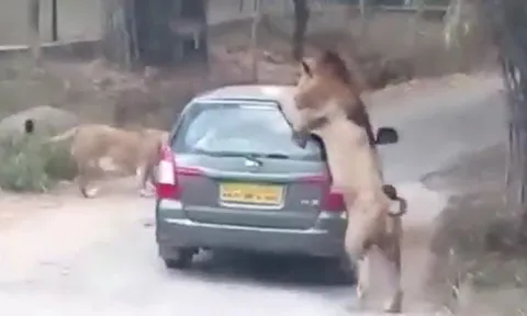 CLIP: Sư tử đực nổi điên, lao tới cắn xé xe ô tô khiến du khách hoảng hồn