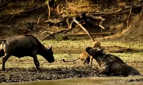 CLIP: Trâu rừng dũng cảm húc tung sư tử để giải cứu đồng loại và cái kết ít ai đoán được